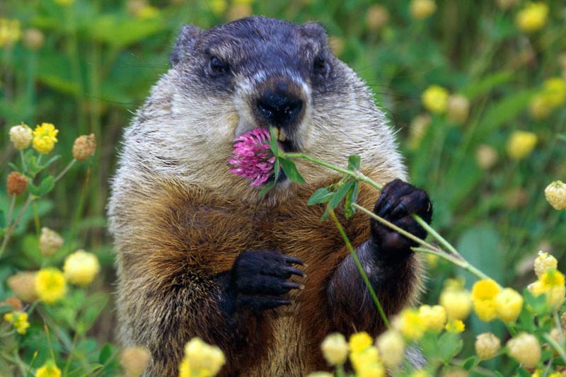 animal1