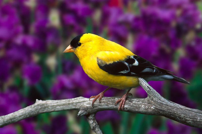 bird