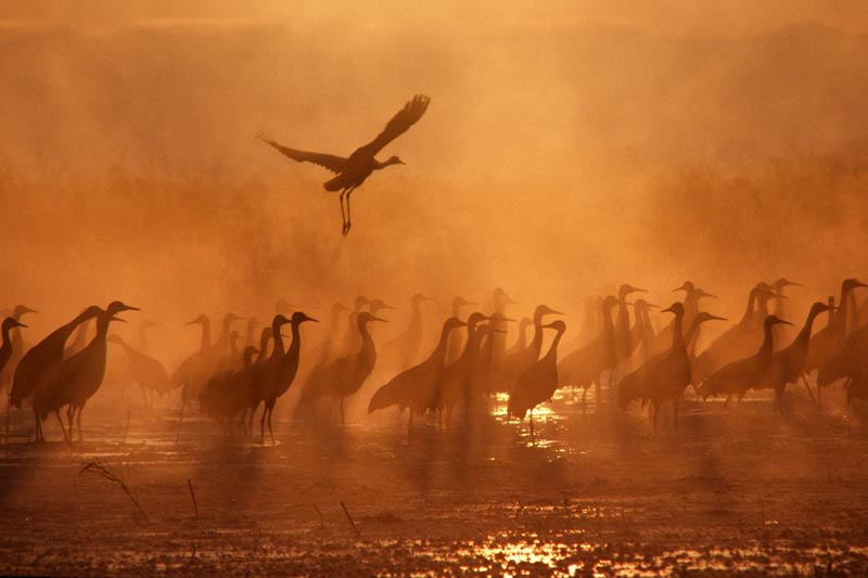 birds
