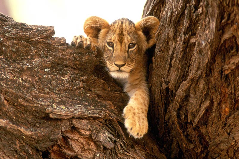 lion