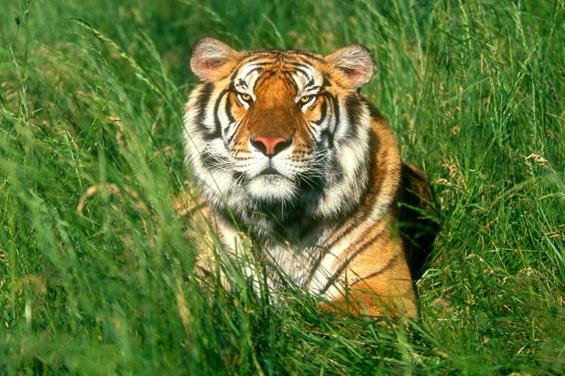 tigre